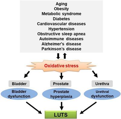 Oxidative Stress: A Putative Link Between Lower Urinary Tract Symptoms and Aging and Major Chronic Diseases